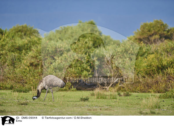 Emu / DMS-09044