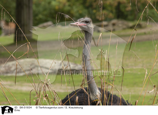 Emu / Emu / SK-01834