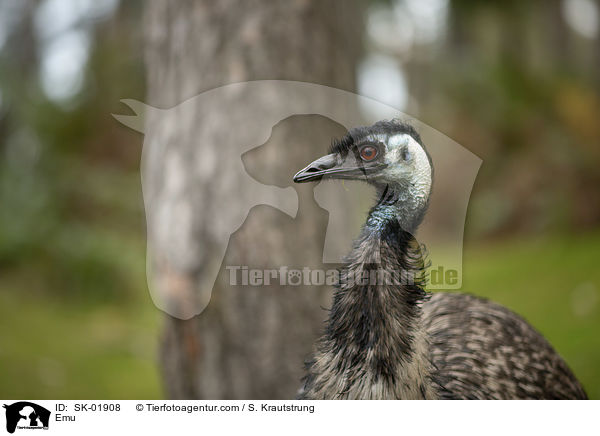 Emu / SK-01908