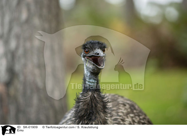 Emu / SK-01909