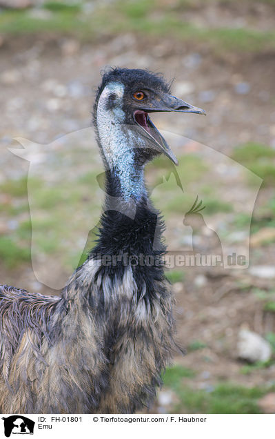 Emu / FH-01801