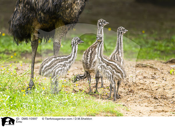 Emu / Emu / DMS-10997
