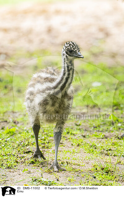 Emu / DMS-11002