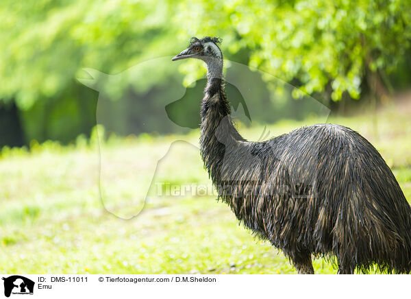 Emu / Emu / DMS-11011