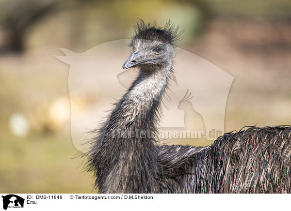 Emu / Emu / DMS-11848