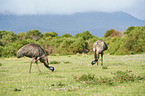 Emus
