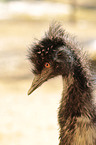 Emu portrait