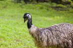 Emu