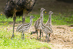 Emu