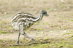 Emu