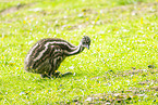 Emu