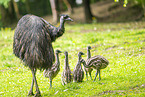 Emu