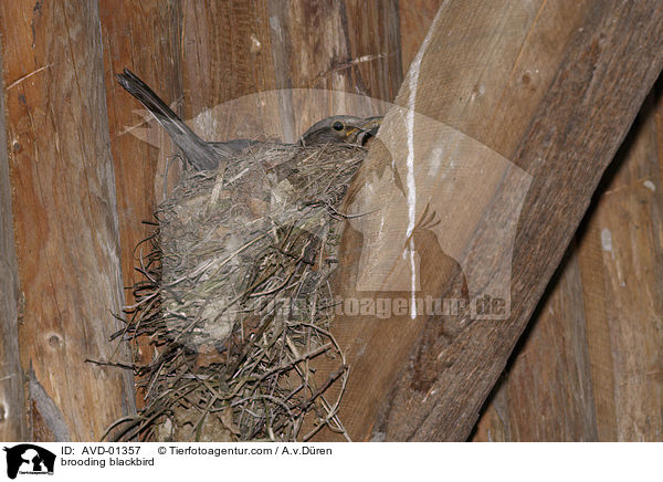 brooding blackbird / AVD-01357
