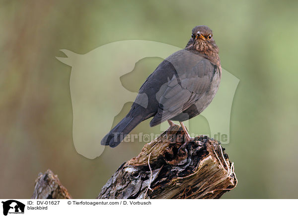Amsel / blackbird / DV-01627