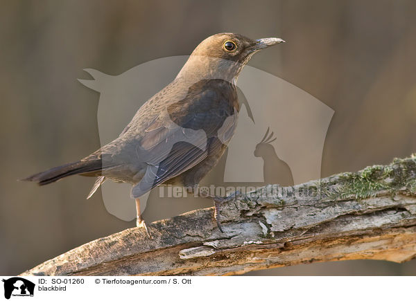 blackbird / SO-01260