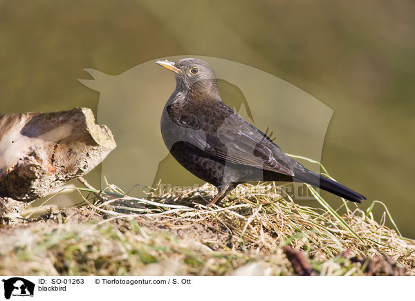 blackbird / SO-01263