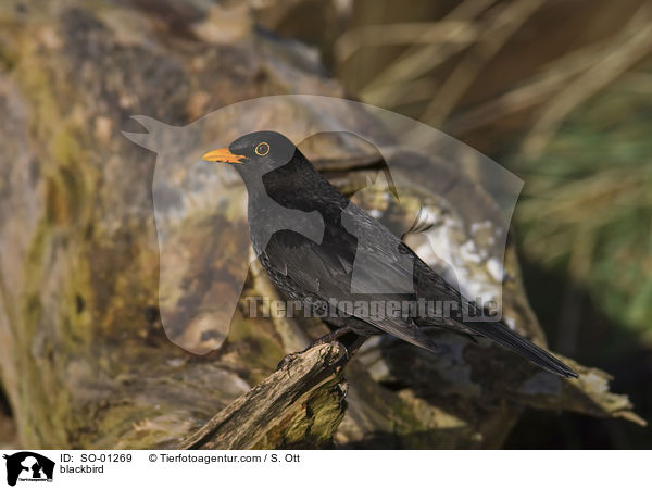 blackbird / SO-01269
