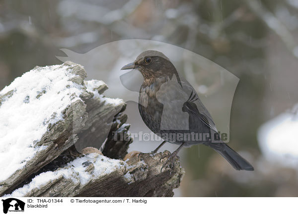 Amsel / blackbird / THA-01344