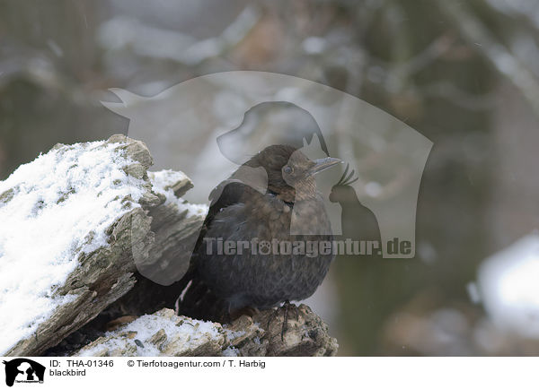 blackbird / THA-01346