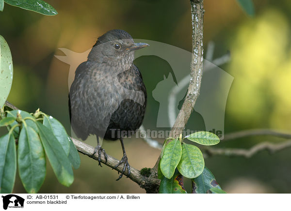 common blackbird / AB-01531