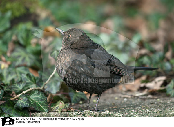 Amsel / common blackbird / AB-01552