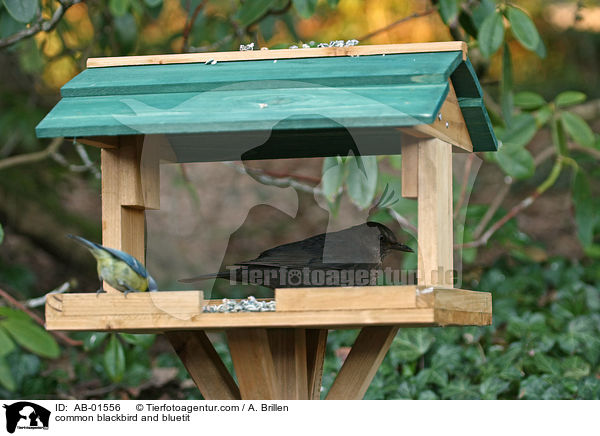 Amsel und Blaumeise / common blackbird and bluetit / AB-01556