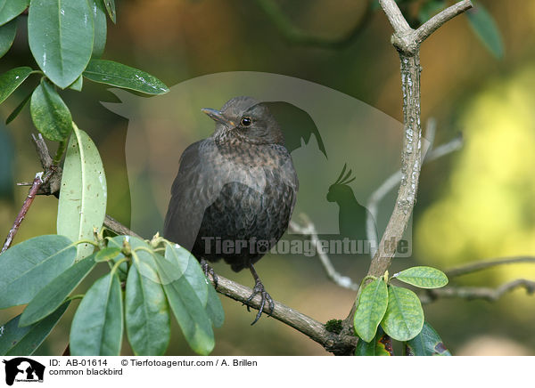 common blackbird / AB-01614
