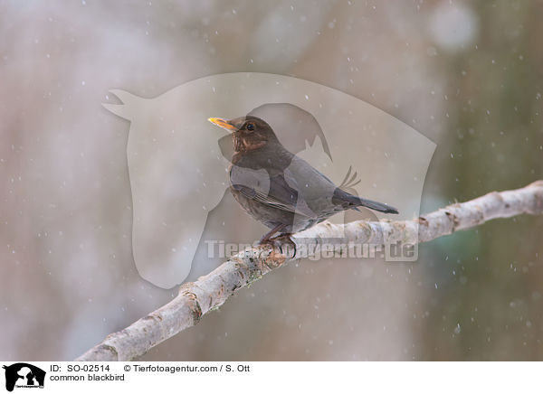 common blackbird / SO-02514