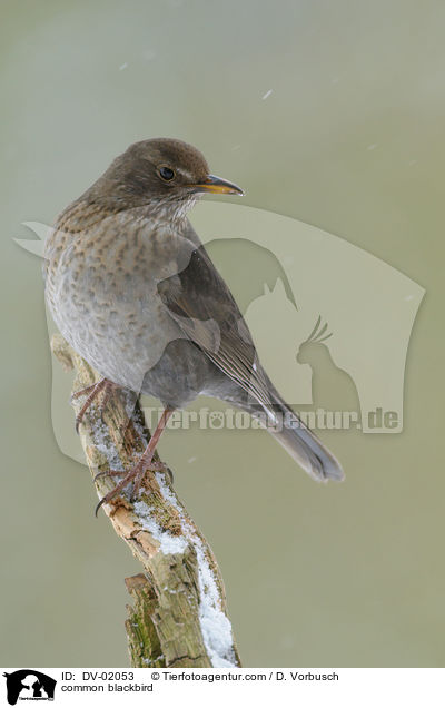 Amsel / common blackbird / DV-02053