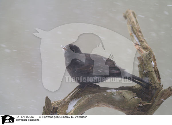 common blackbird / DV-02057