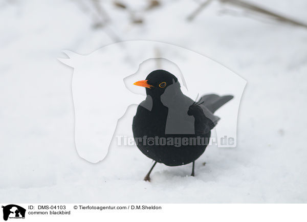 common blackbird / DMS-04103