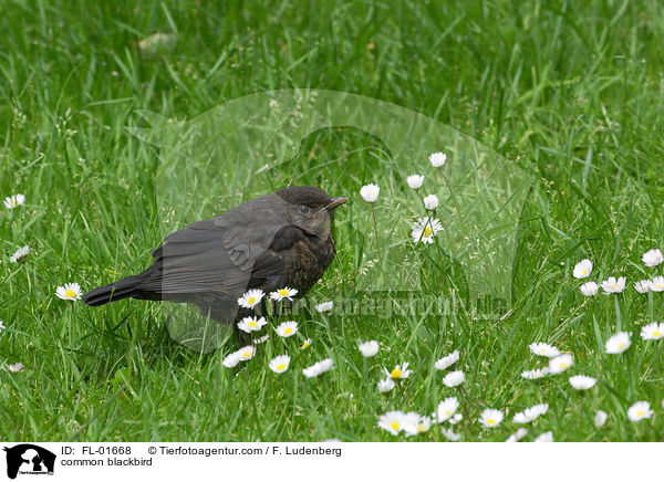 Amsel / common blackbird / FL-01668