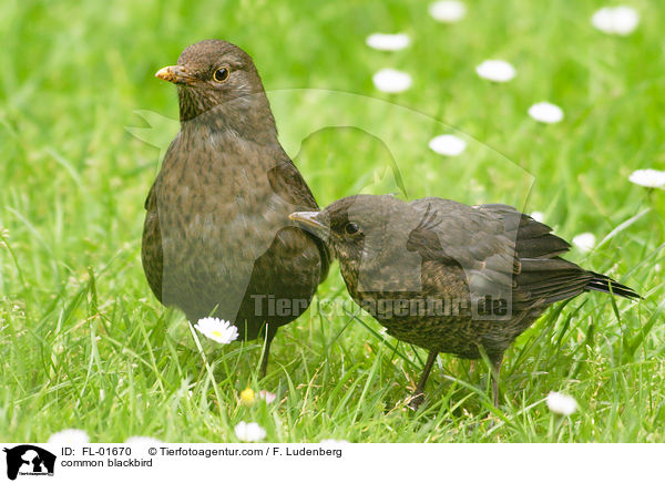 Amseln / common blackbird / FL-01670