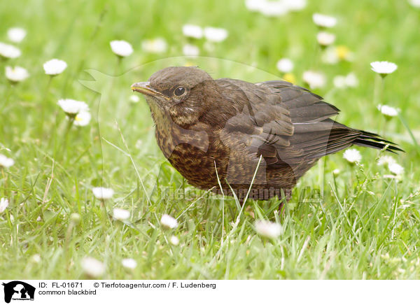 Amsel / common blackbird / FL-01671