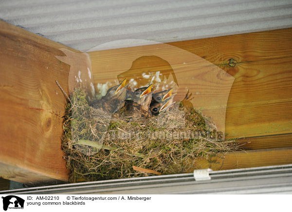 young common blackbirds / AM-02210
