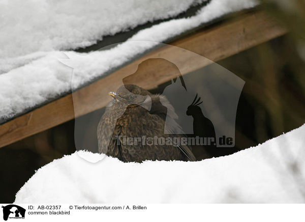Amsel / common blackbird / AB-02357