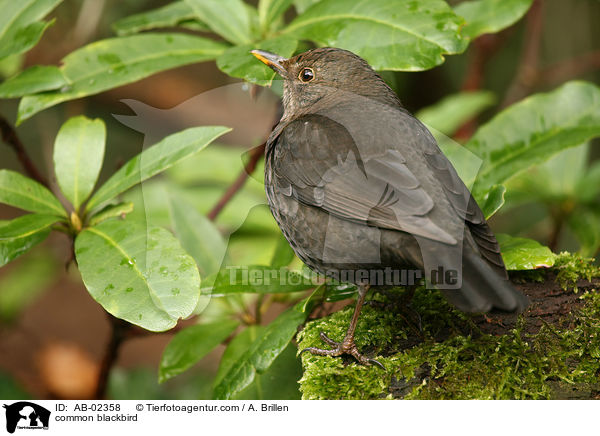 common blackbird / AB-02358