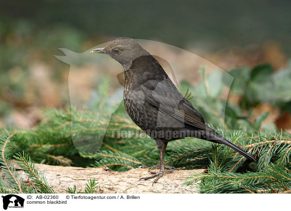 Amsel / common blackbird / AB-02360