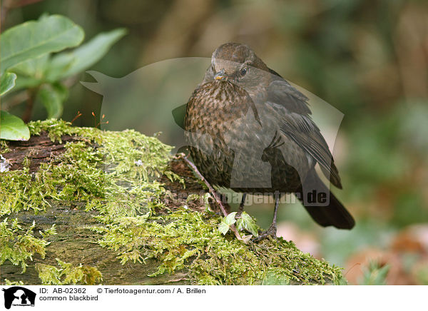 common blackbird / AB-02362