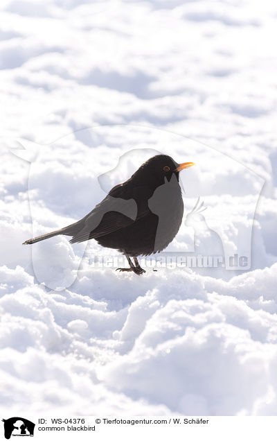 common blackbird / WS-04376
