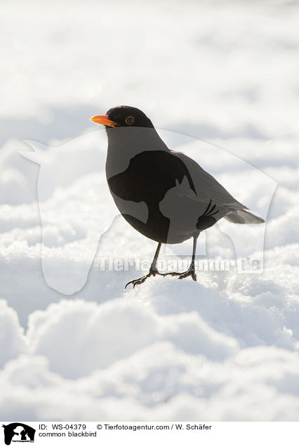 common blackbird / WS-04379