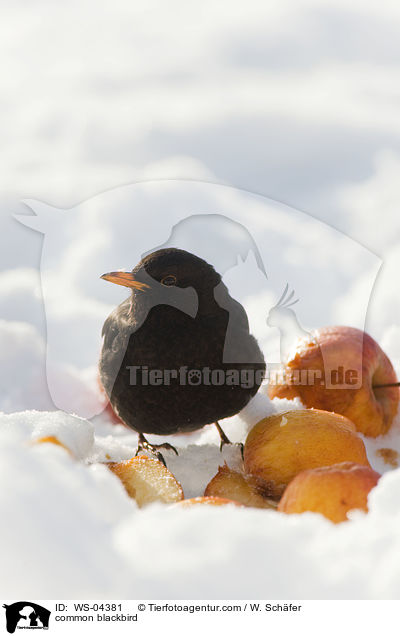 Amsel / common blackbird / WS-04381
