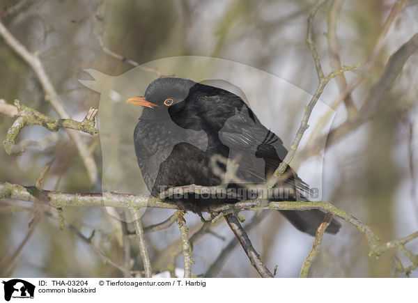 Amsel / common blackbird / THA-03204