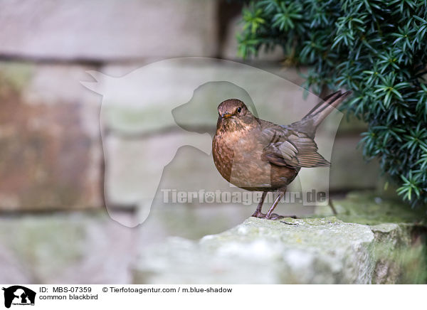 Amsel / common blackbird / MBS-07359
