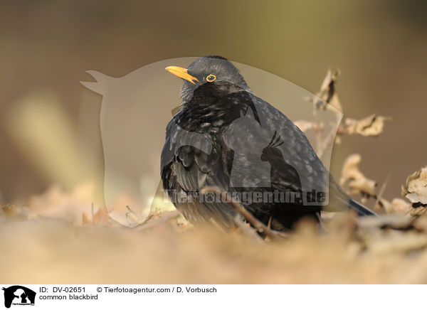 Amsel / common blackbird / DV-02651