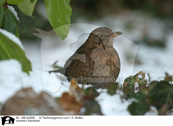 Amsel / common blackbird / AB-02886