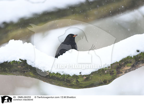 Amsel / common blackbird / DMS-08255