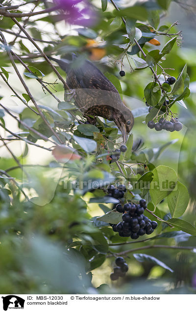Amsel / common blackbird / MBS-12030