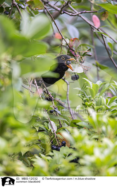 Amsel / common blackbird / MBS-12032