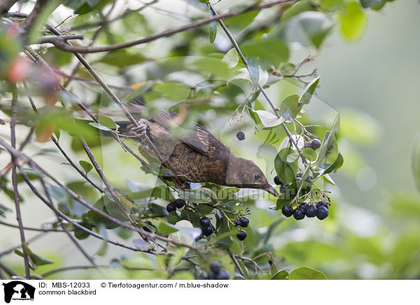 Amsel / common blackbird / MBS-12033